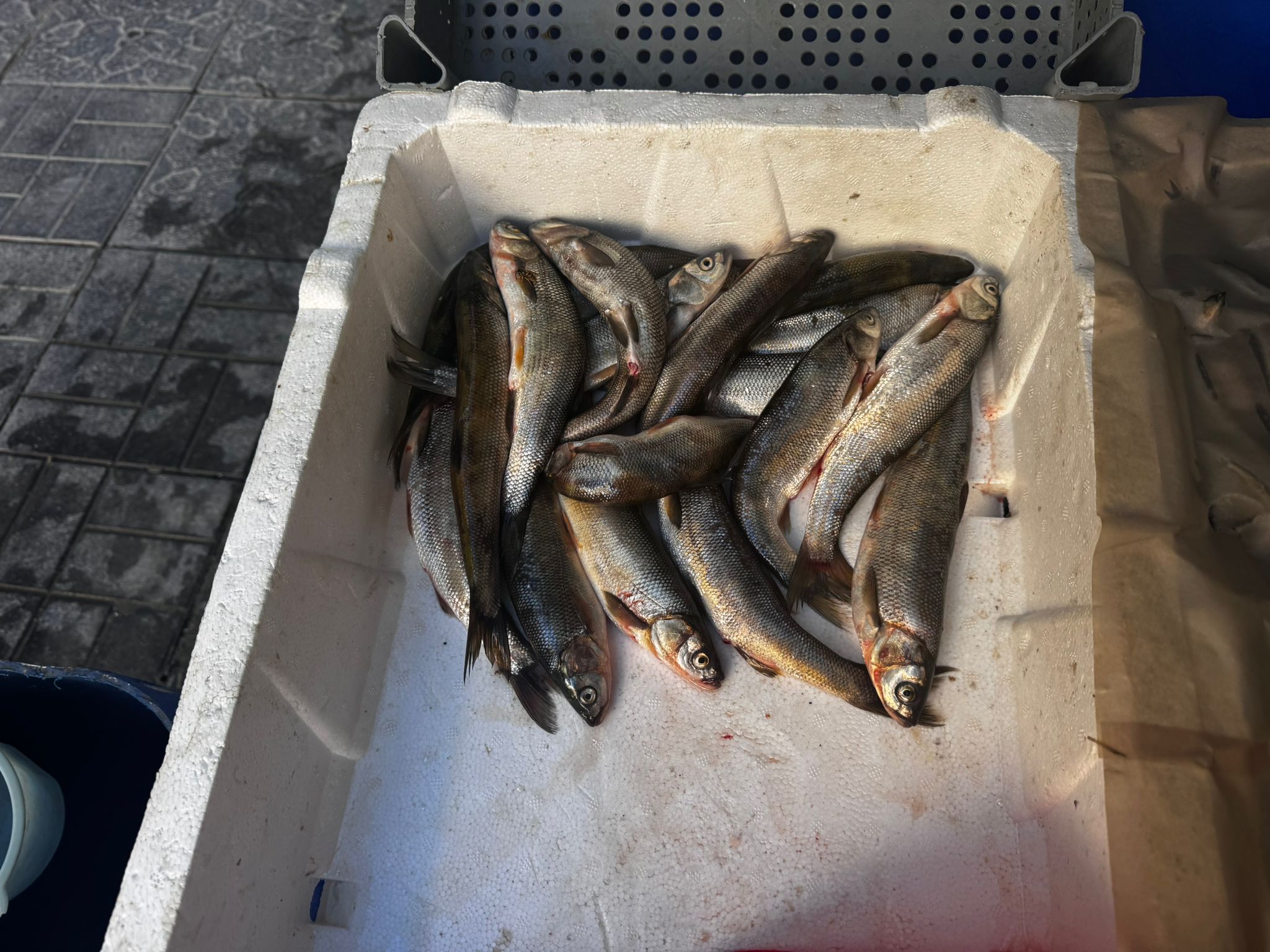 Whatsapp Image 2025 09 25 At 12.54.55