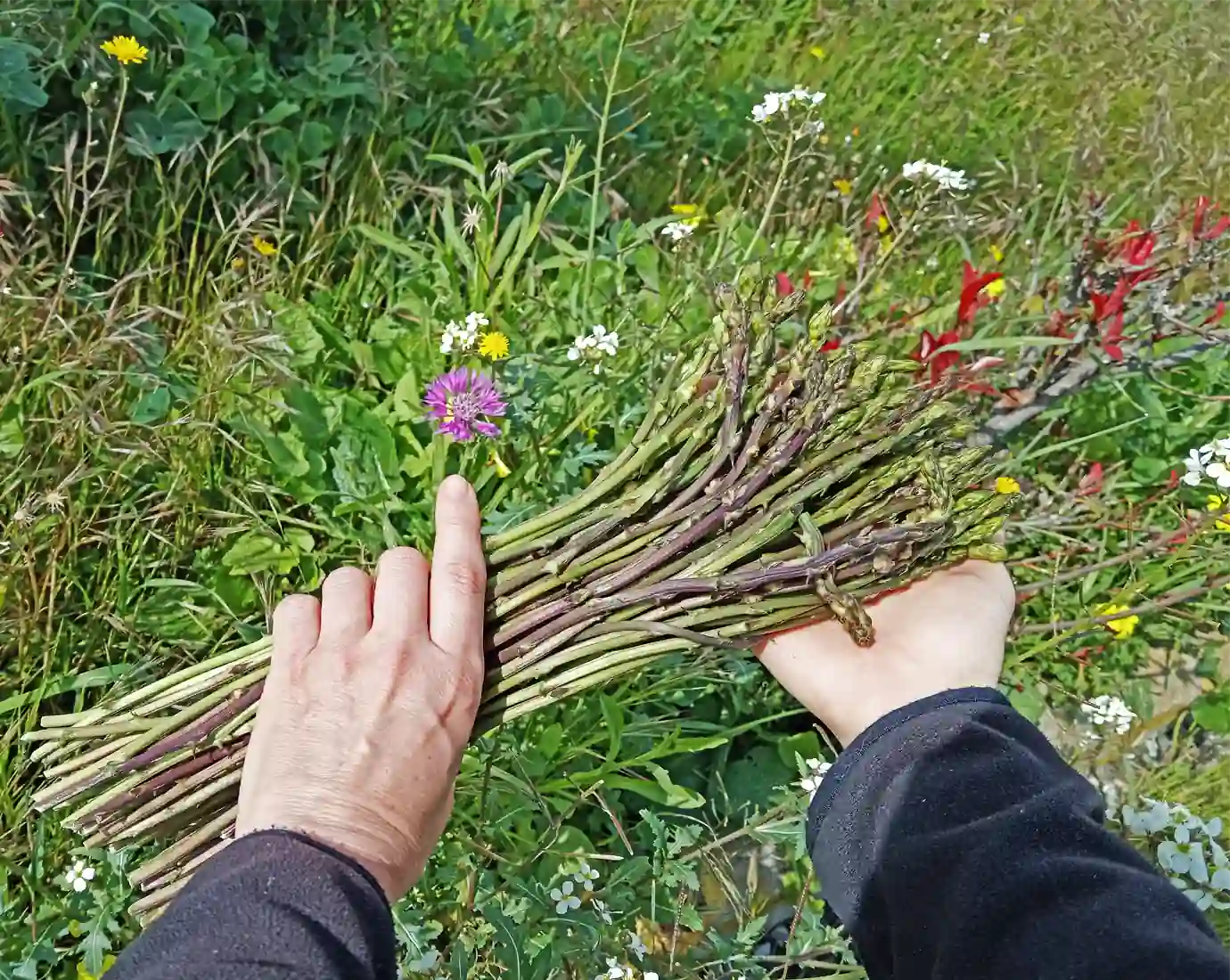 Doğada Bedava Yetişiyor, Avrupalılar Kilosuna 1.000 Euro Veriyor!2