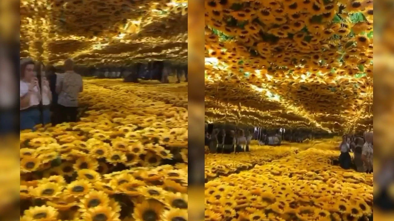 Van Gogh neden ayçiçeği çiziyor? Van Gogh ayçiçekleri orjinal nerede? Van  Gogh Yıldızlı Gece kaç TL? - Van Haber | Bölge Gazetesi Van