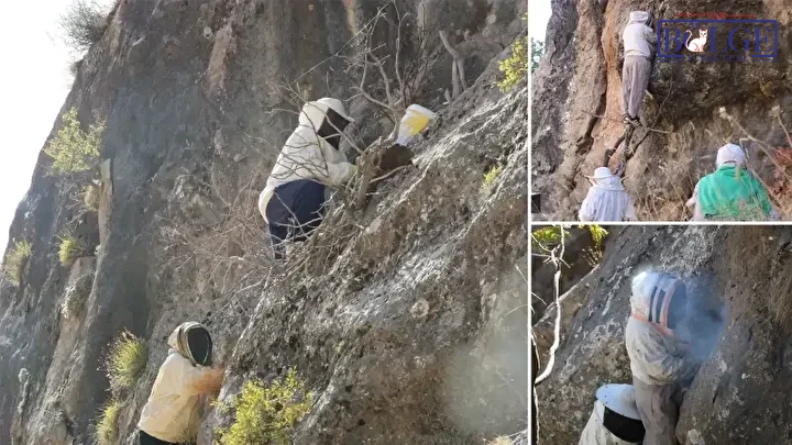Köylülerin Yeni Gelir Kapısı Sosyal Medyada Gündem Oldu! Dağlarda Bulunan Bu Şey Köylüleri Bir Anda Zengin Etti