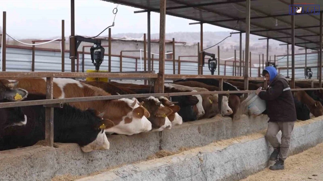 Az Hayvanla Basladilar Destekler Sayesinde Simdi Dev Ciftlik Kurmaya Hazirlaniyorlar