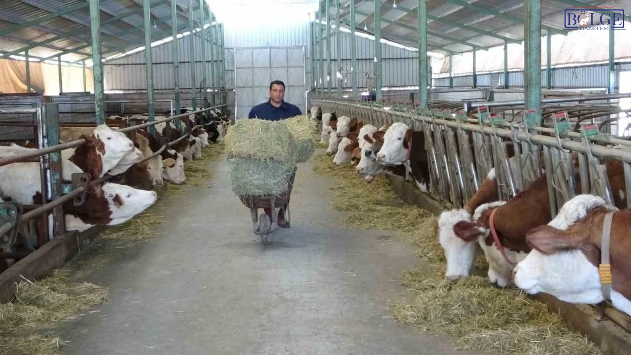 Ogretmenlik Hayalini Birakti Ciftlik Kurdu