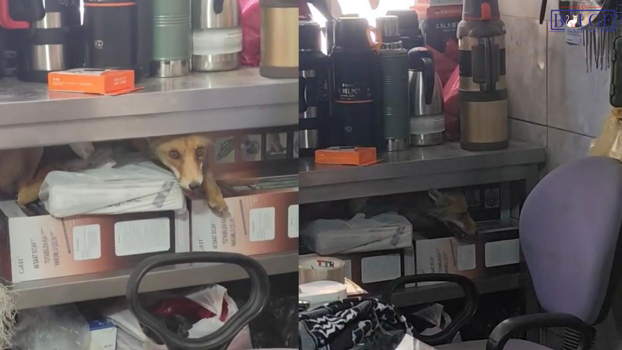 Van’ın İpekyolu Ilçesi Şerefiye Mahallesi’nde Bulunan Garipler Mezarlığı Ve Kurubaş Mezarlığı’ndaki Bakımsızlık Yurttaşların Tepkisine Neden Oldu. Mezarlık Alanlarında Uzayan Yabani Otlar Ve Temiz (5)
