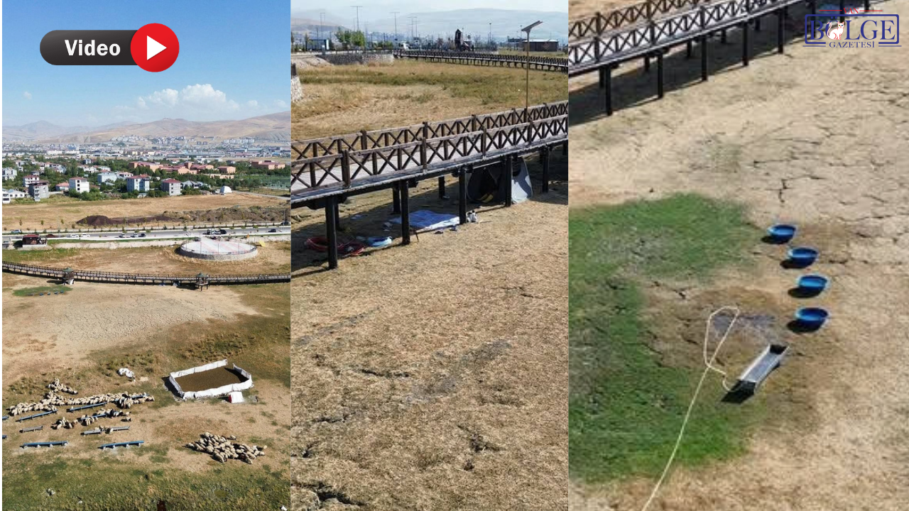Van’da yeni sahil yolunda ilginç manzara: Kamelyalar koyunlara mesken oldu