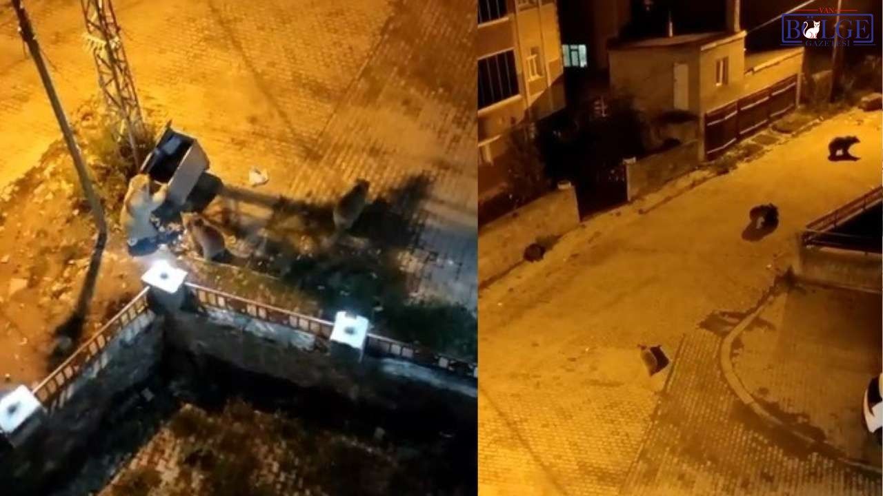 Kars'ta ayılar mahalleyi istila etti