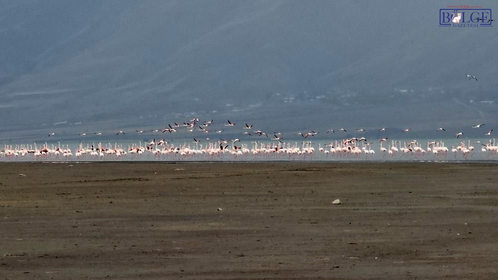 Flamingo Van Gölü2