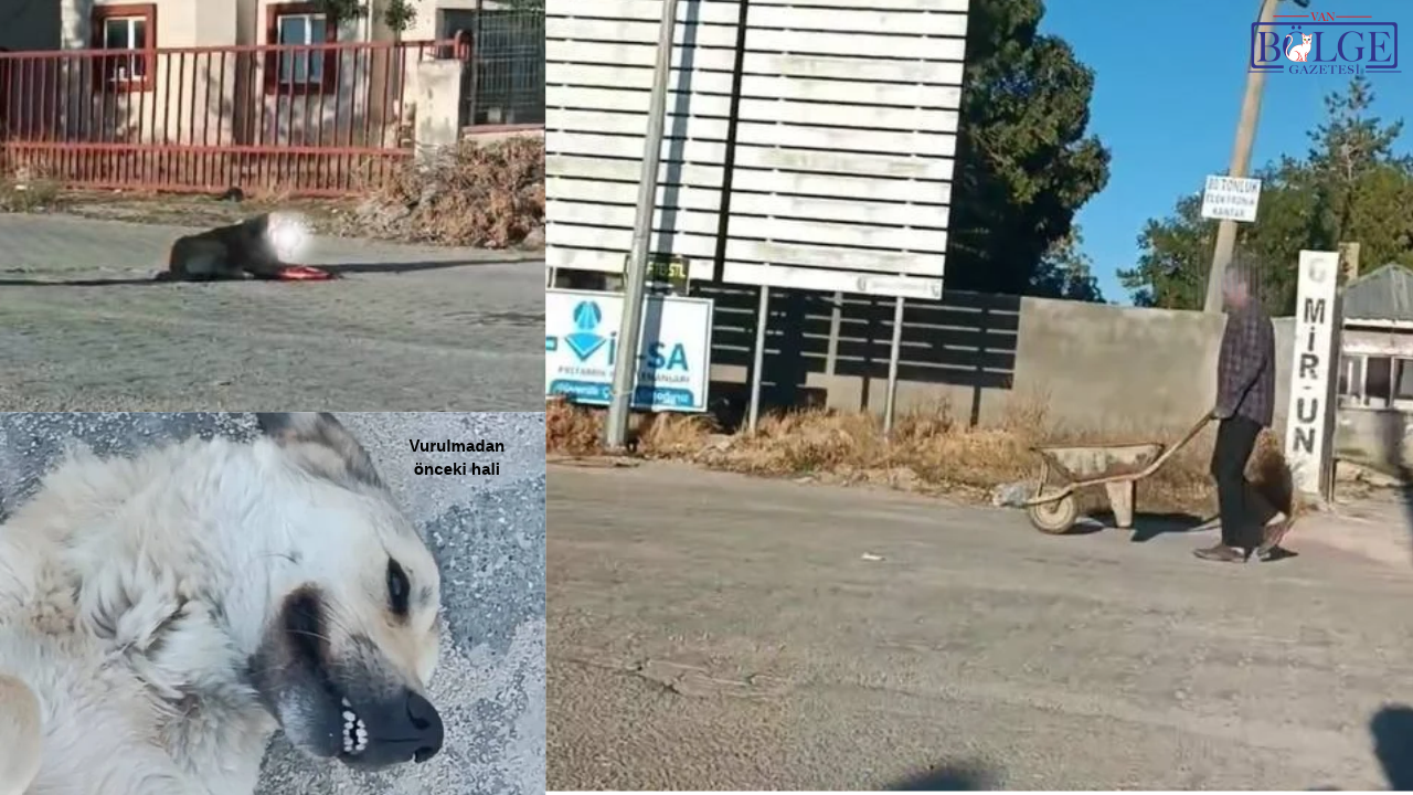 Van’da köpeği silahla vurdu, canlı canlı gömmeye çalıştı!