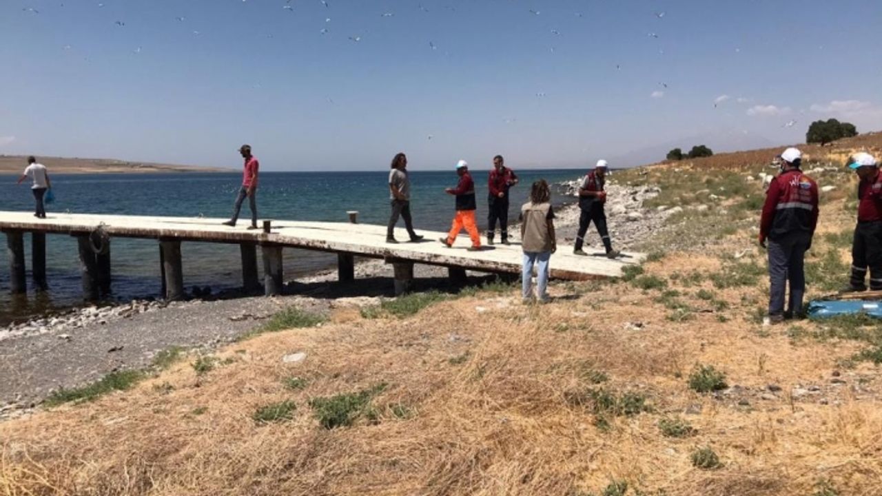 Adır Adası'ndaki ölü martılar toplatıldı