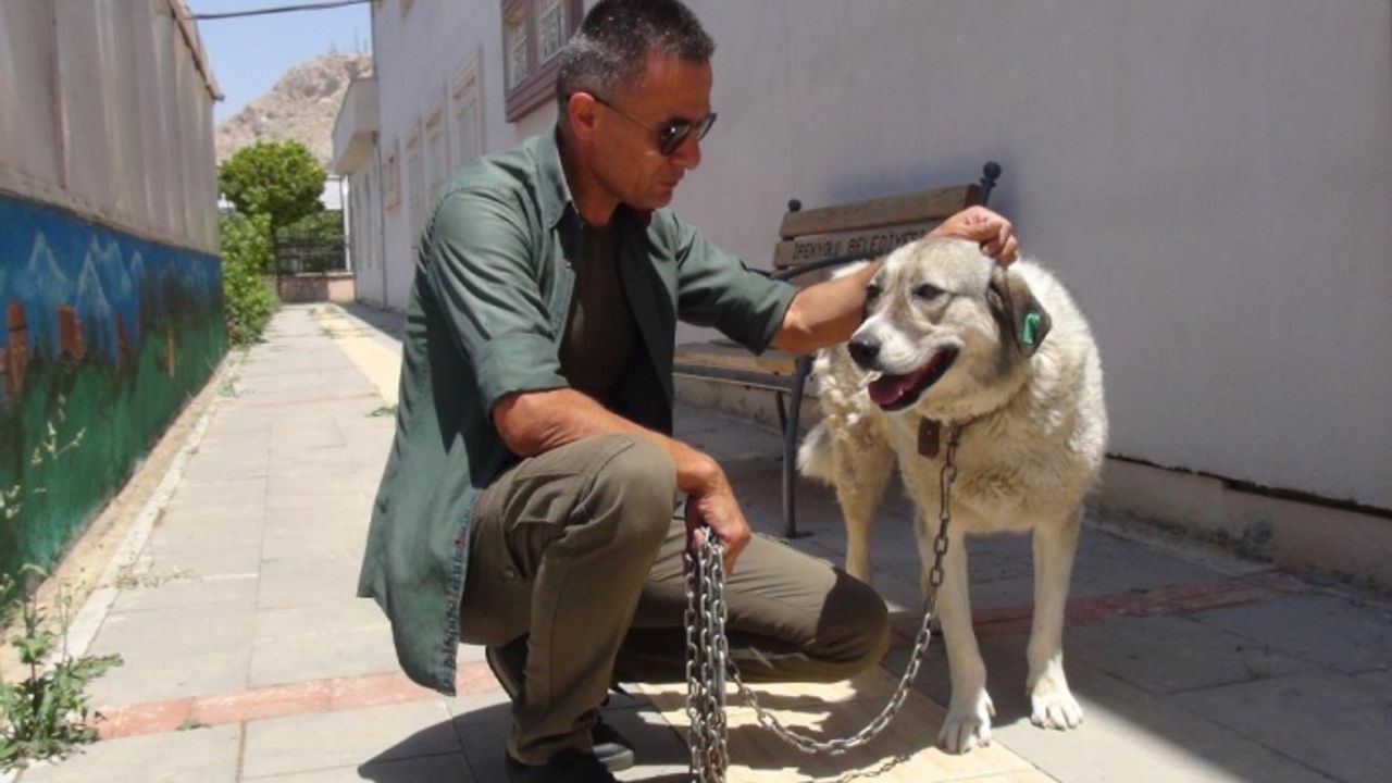 ‘Dost’ ismini verdikleri köpeğe gözü gibi bakıyorlar