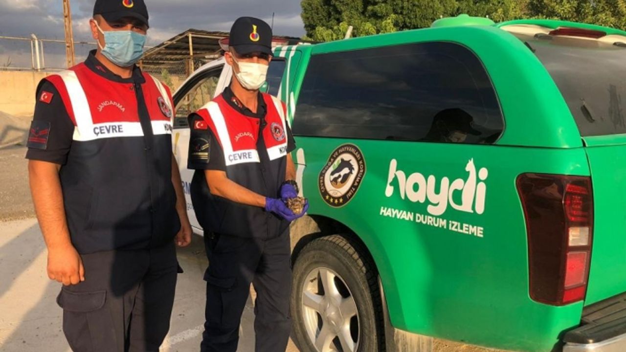 Jandarmanın bulduğu ebabil kuşu tedavi altına alındı