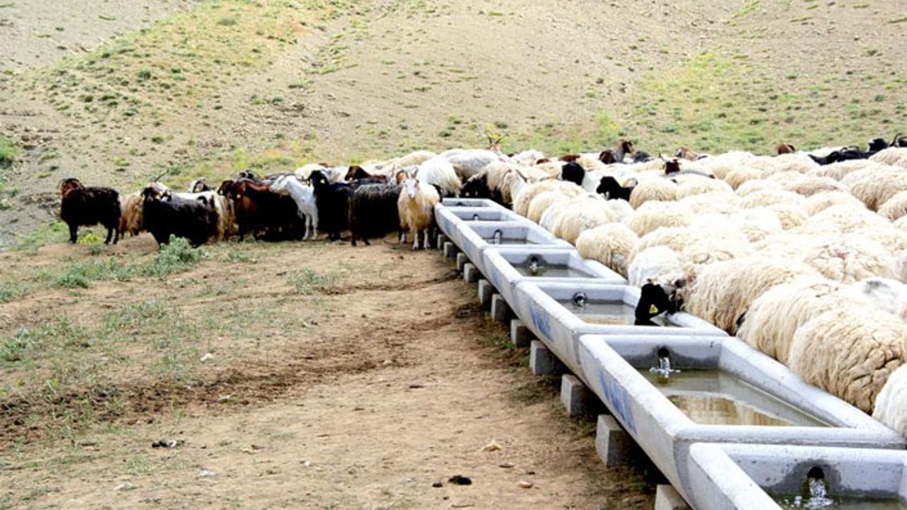 Van’da saç sıvat ve hayvan gölgeliği yaptırılacak