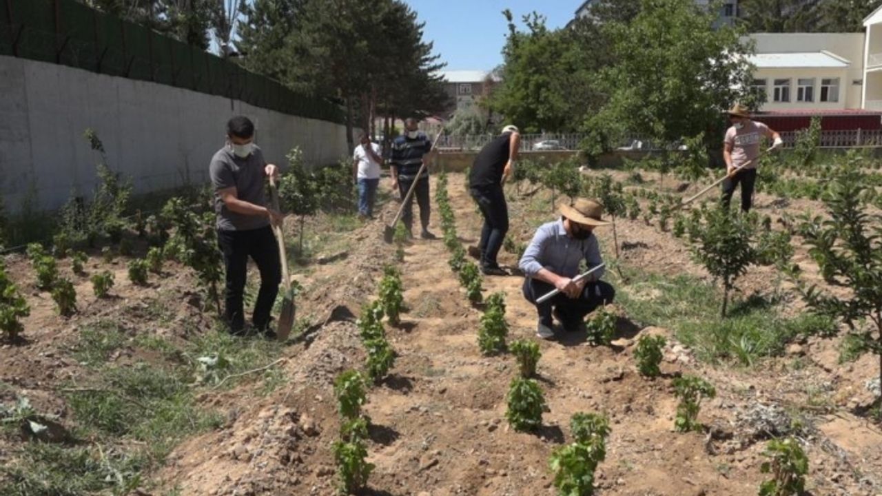 250 bin Erciş üzümü fidanı toprakla buluşturulacak