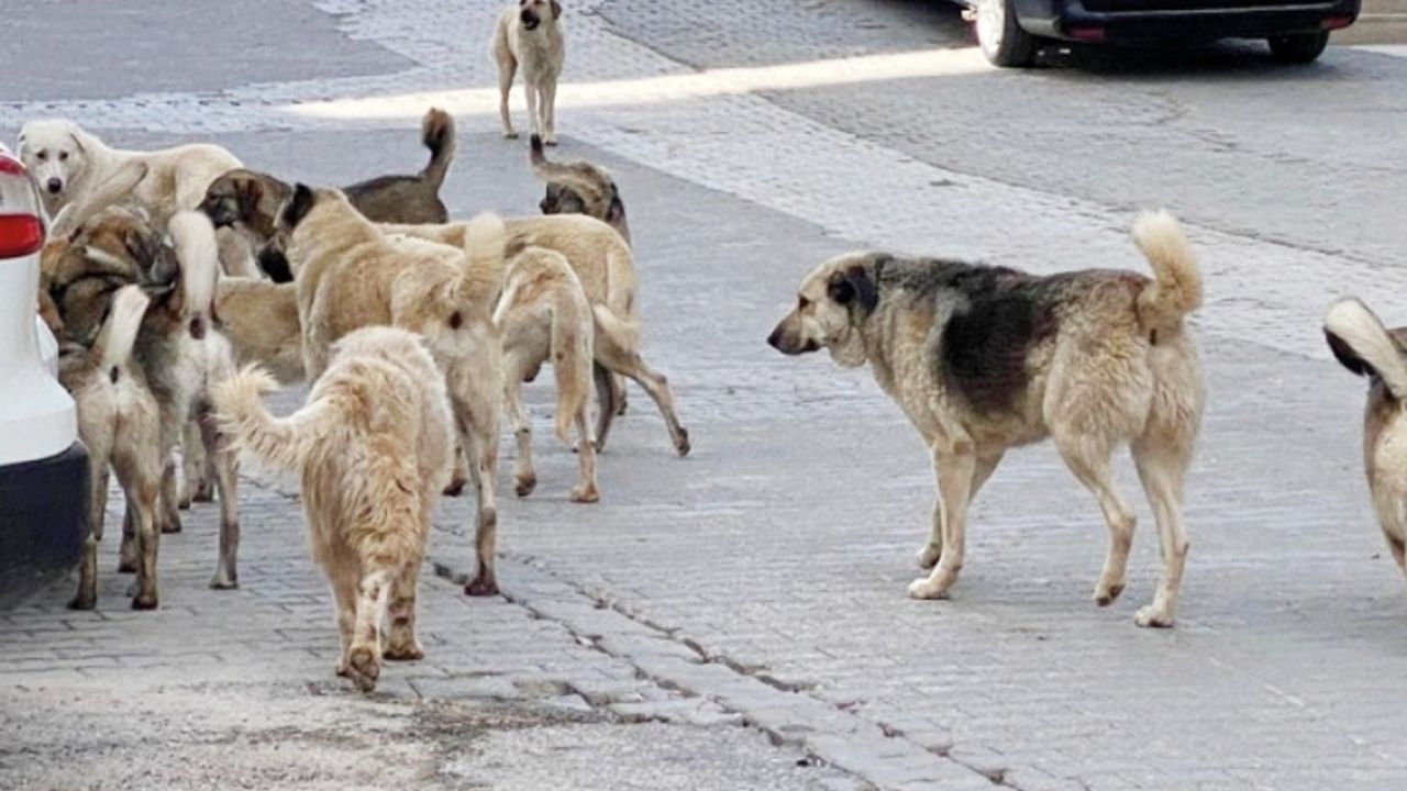 Van'da sürü halinde dolaşan köpekler tehlike oluşturuyor