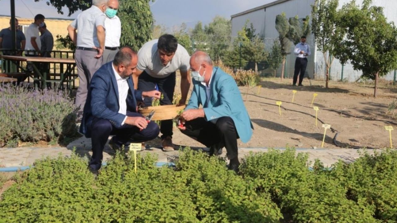 Van Gölü kıyısında tıbbi bitkilerin hasat zamanı geldi