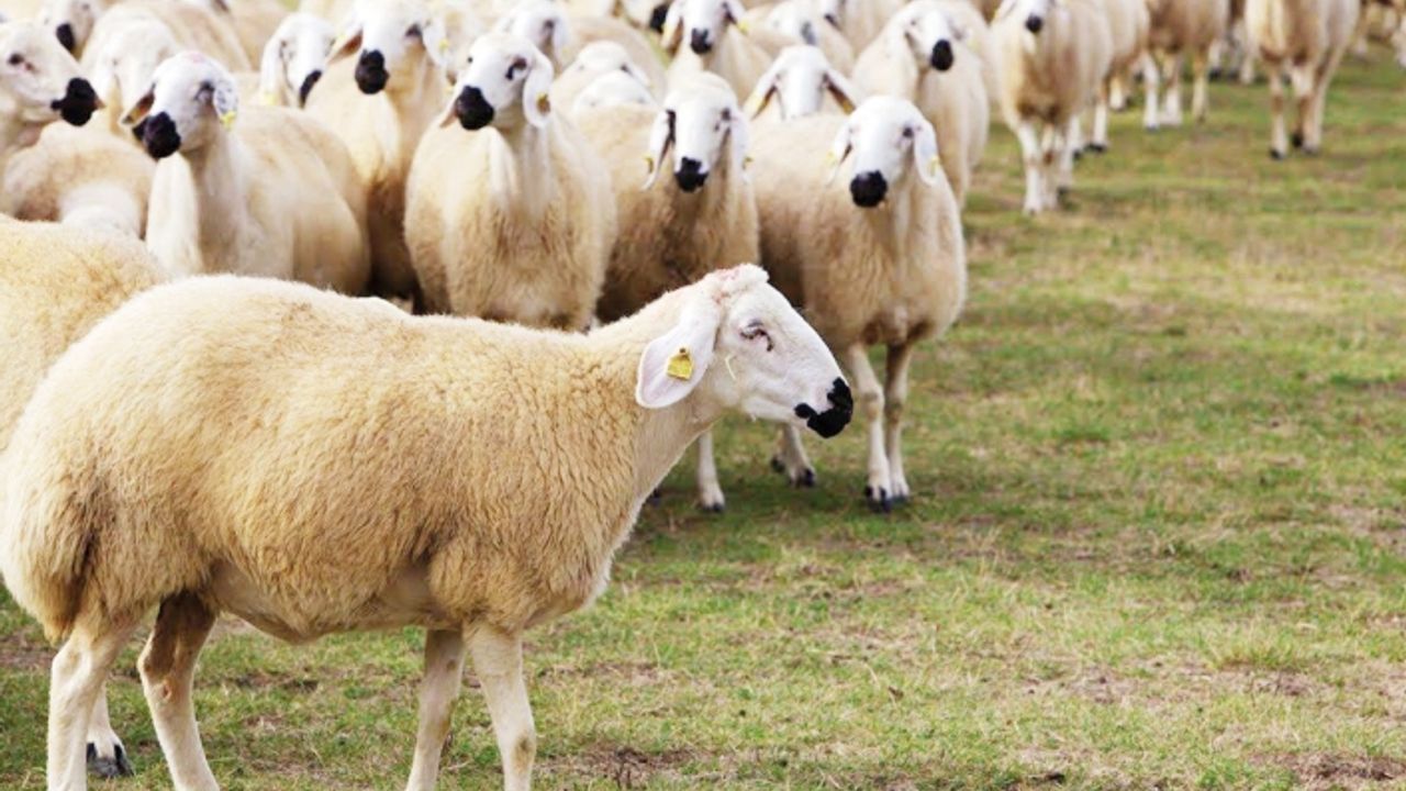 Van, koyun sayısındaki rekorunu koruyor