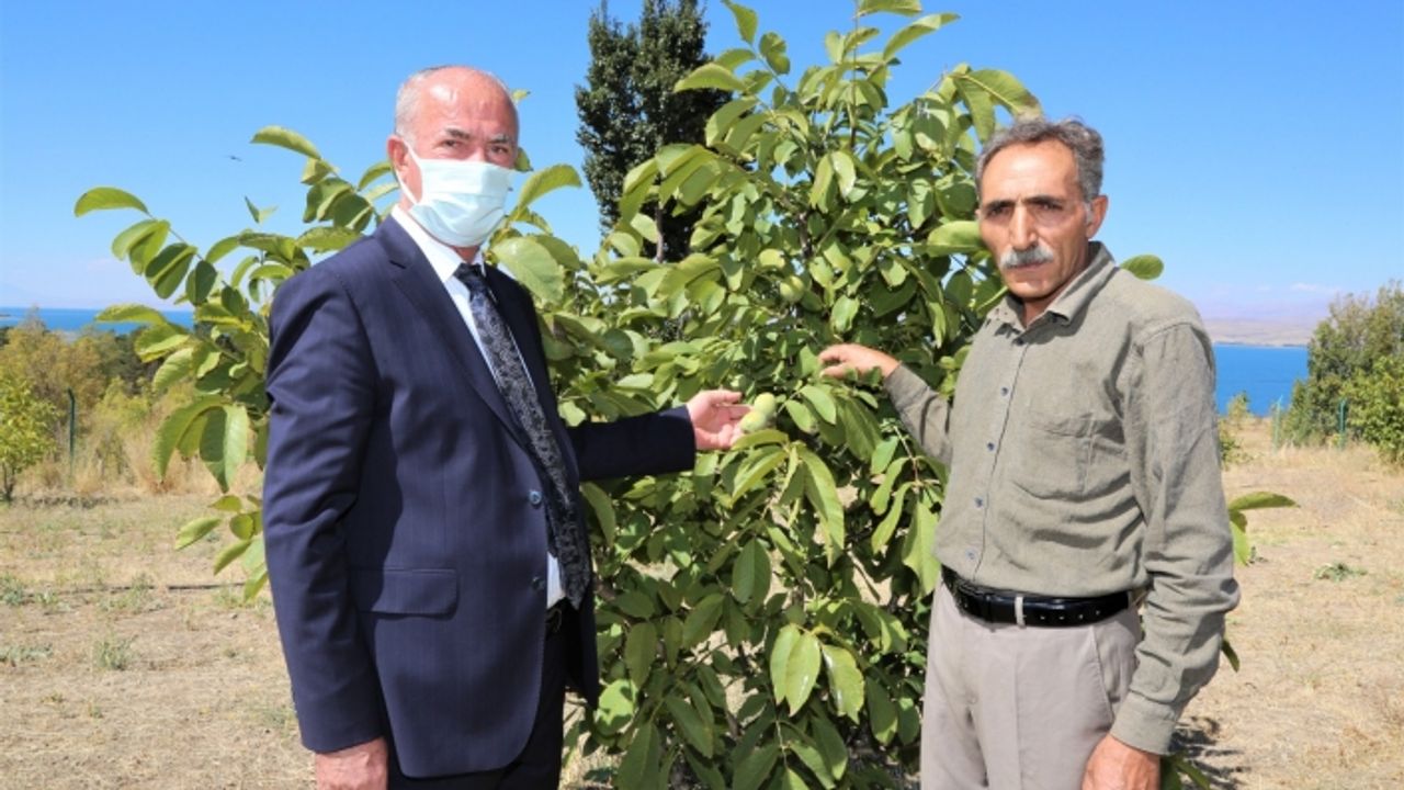 ‘Model Ceviz-Badem Bahçeleri’nde ürün alınmaya başlandı