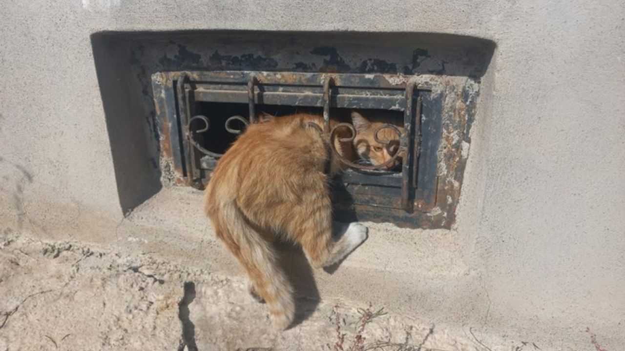 Demir korkuluklara sıkışan kedi kurtarıldı