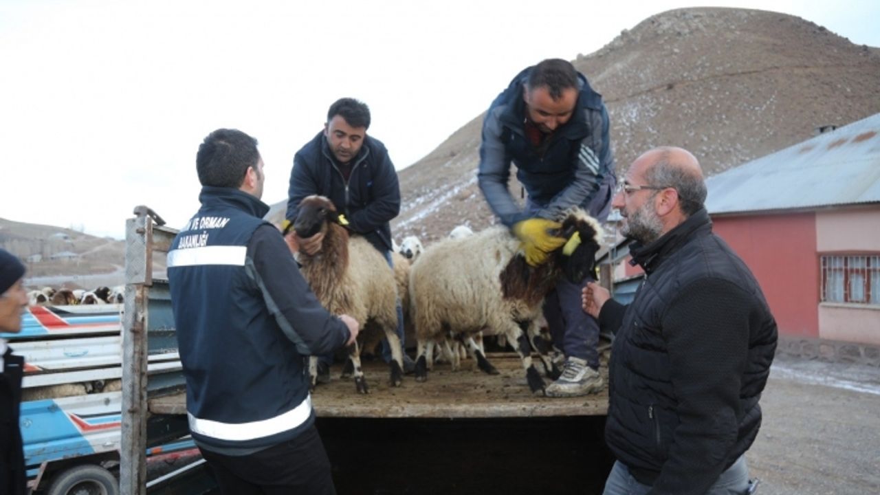 Van'da sel mağdurlarına küçükbaş hayvan desteği