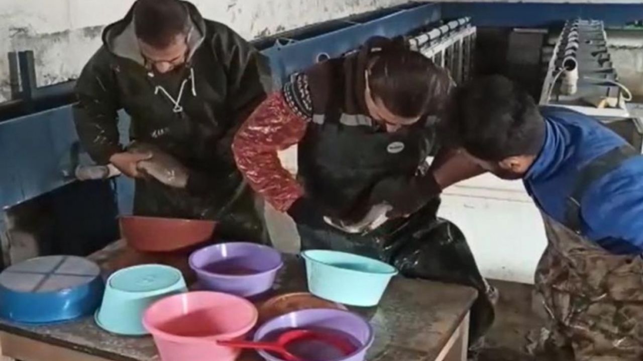 Van'daki balık çiftliklerinde alabalık sağımı