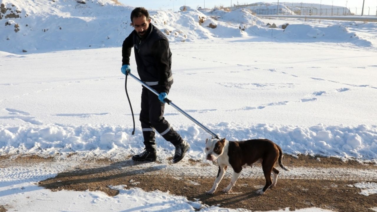 Van’da sahipsiz pitbull köpeği, koruma altına alındı