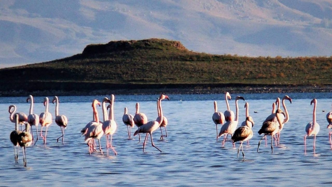 Çelebibağ flamingo alanı, koruma altına alındı
