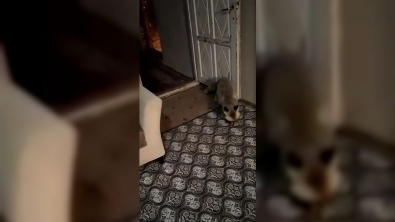 Kapısına kadar gelen tilkiyi halı üstünde besliyor