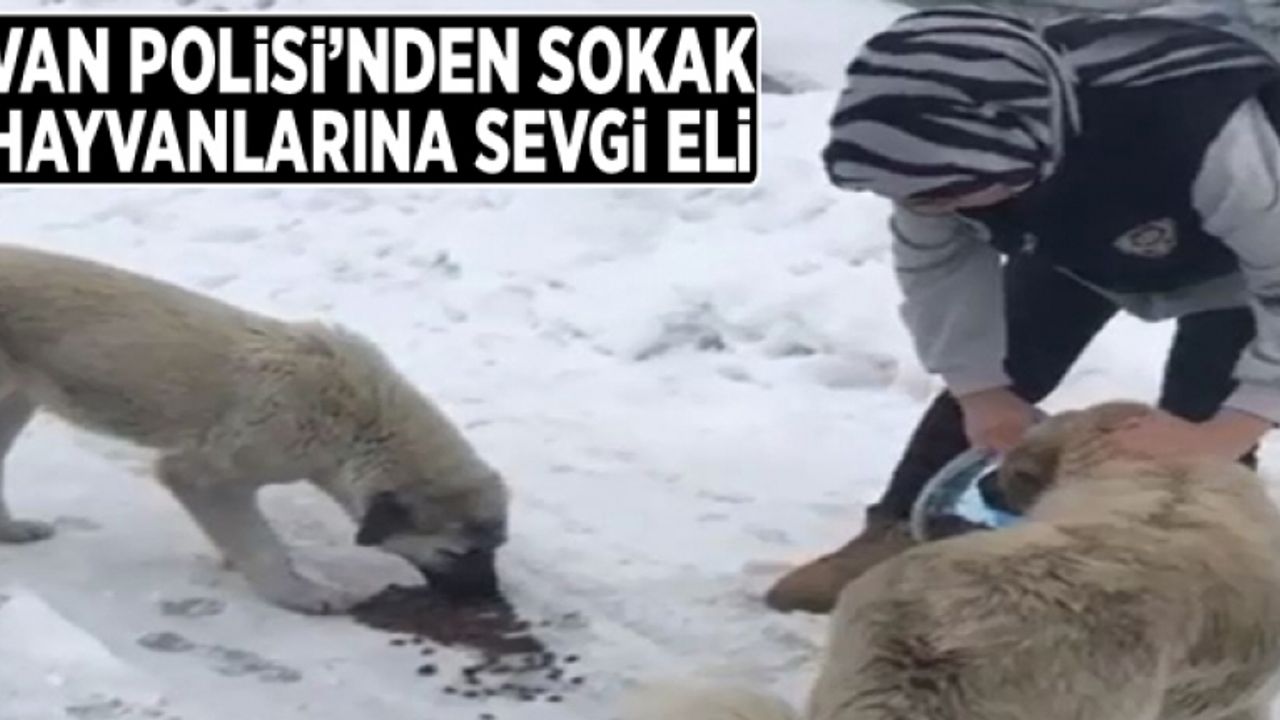 Van Polisi'nden sokak hayvanlarına sevgi eli