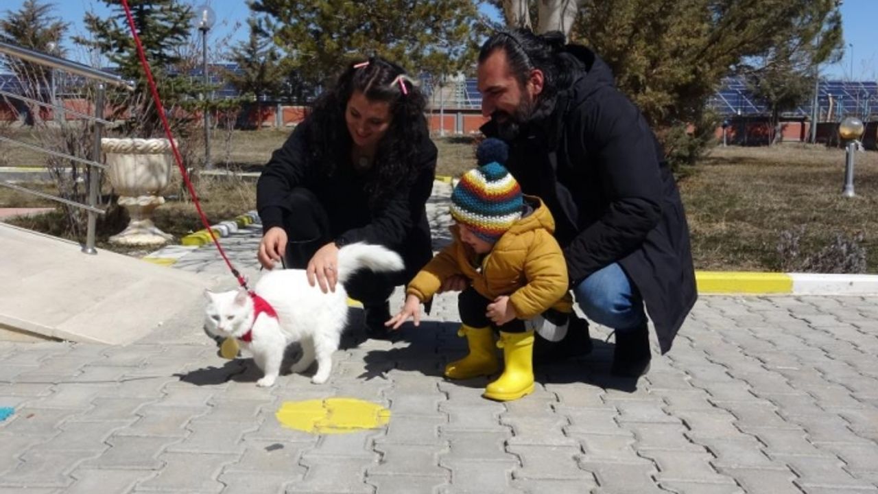Yılın en güzel Van kedisi ‘Mia’ ilgi odağı...