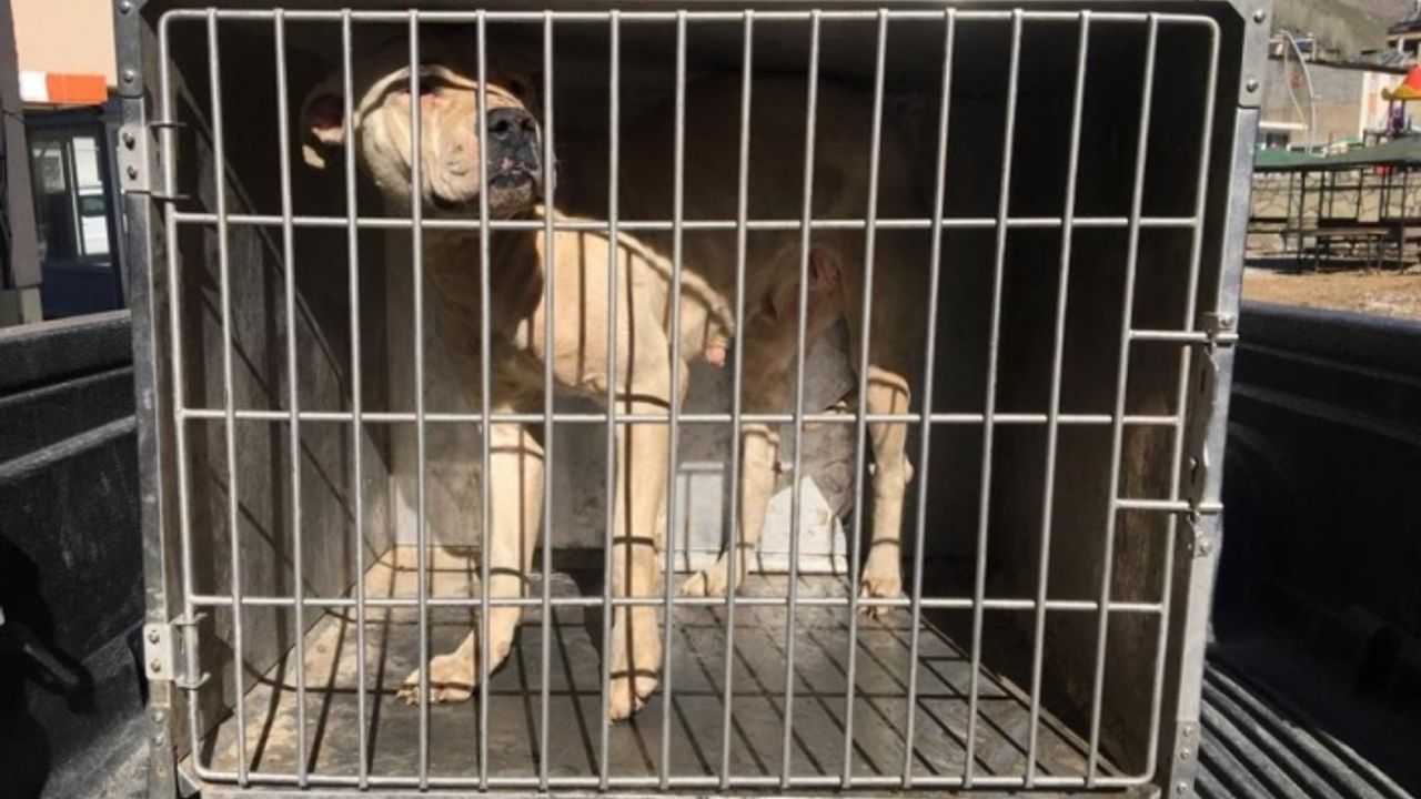Çatak'ta sokakta başıboş dolaşan pitbull yakalandı