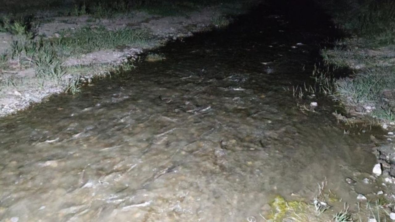 Van Balığı’nın gece yolculuğu devam ediyor