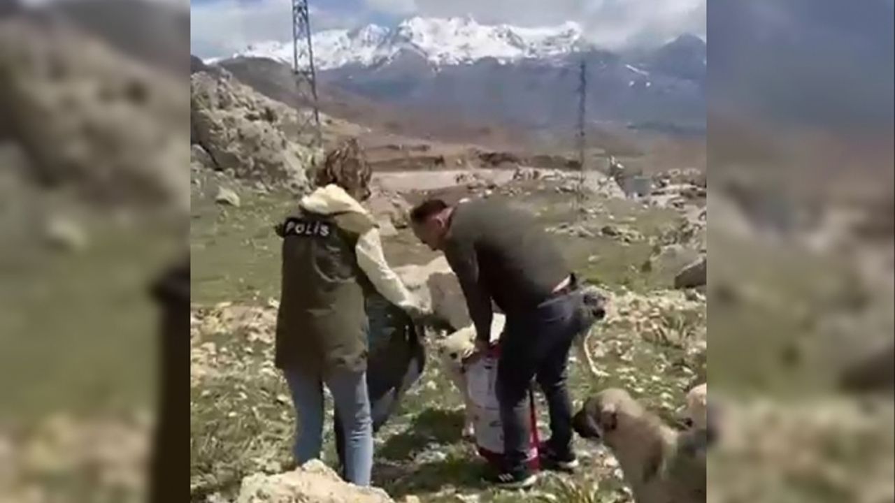 Van Polisi'nden sokak hayvanları için beslenme etkinliği