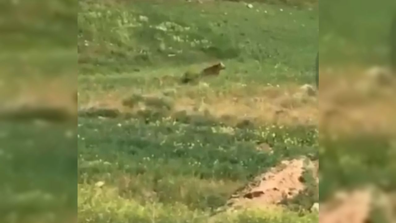 Aç kalan ayı ve yavruları ilçe merkezine indi