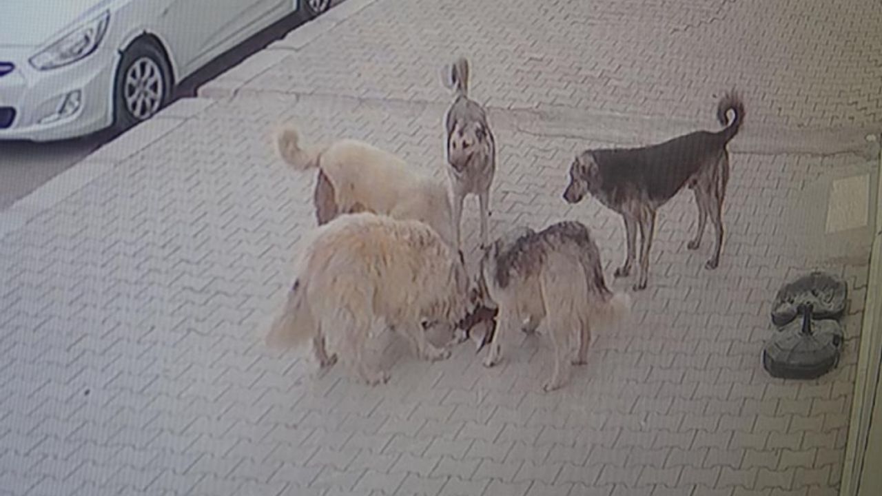 Van’da 5 köpek kediyi parçalayarak öldürdü