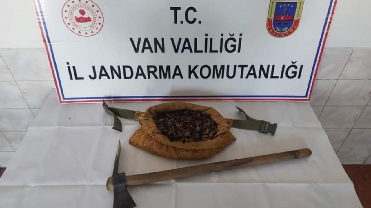 Van’da salep soğanı toplayan 7 kişi yakalandı