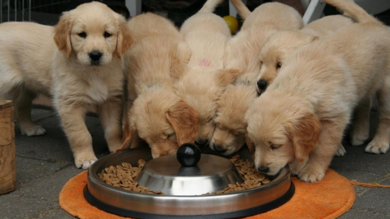 Van Büyükşehir, köpek maması satın alacak