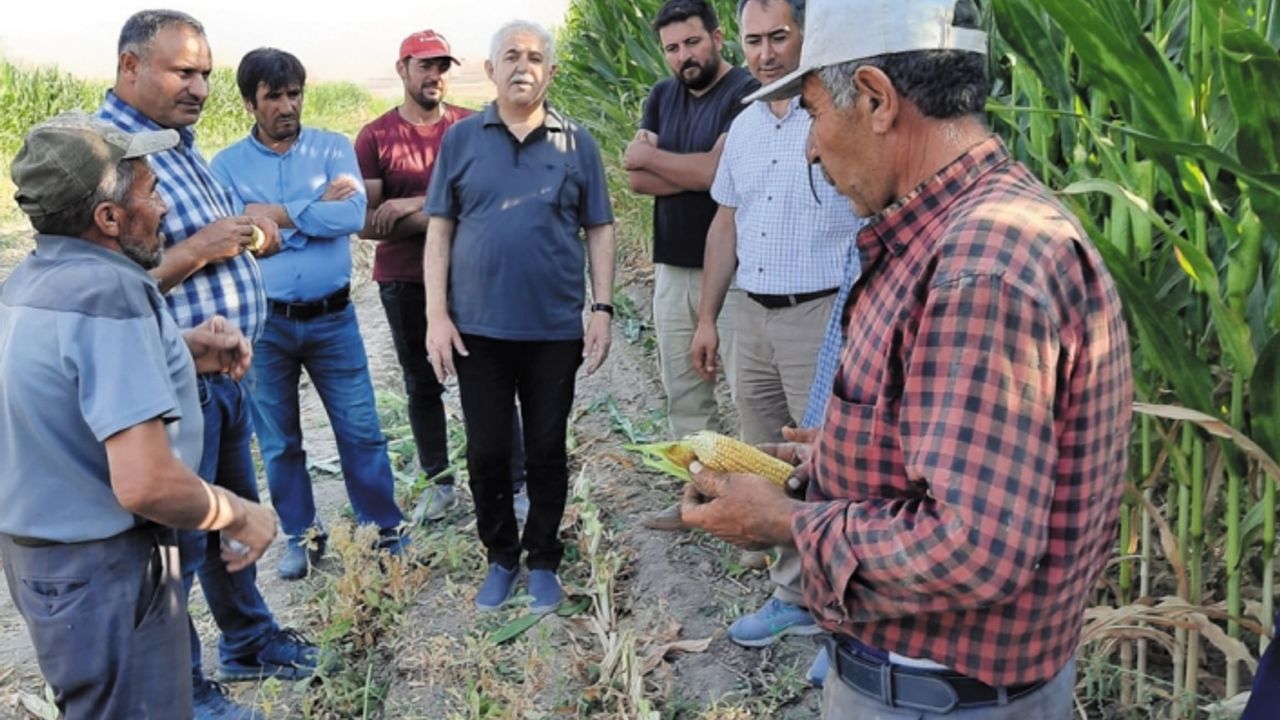 Van'da silajlık mısır hasadı başladı