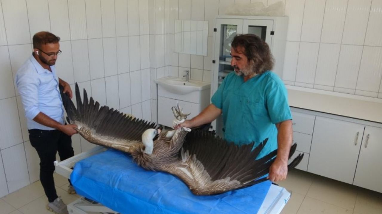 Van'da son 1 yılda 6 akbaba tedavi edildi