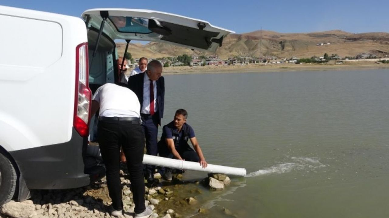 Van’daki göllere 1 milyon balık bırakıldı