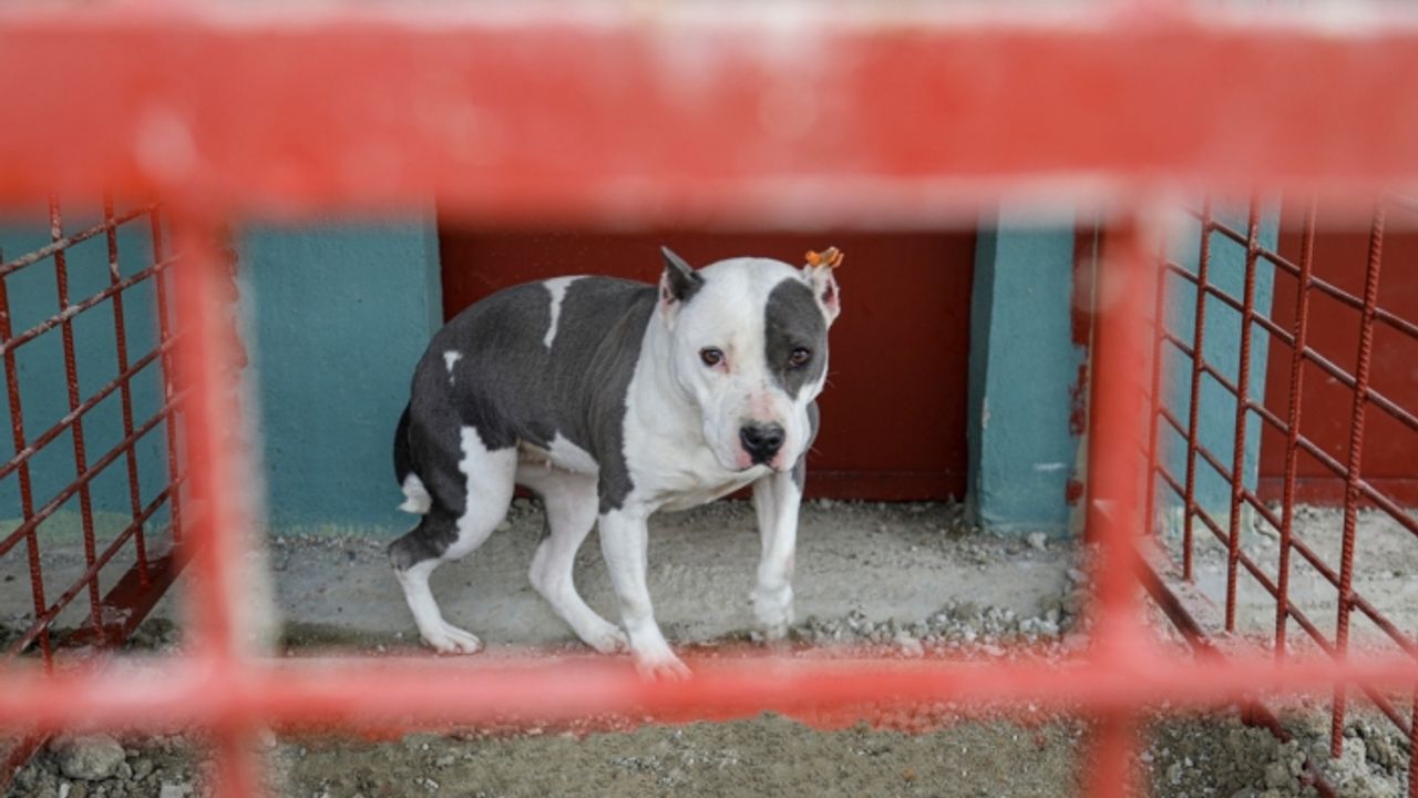 Yasaklı ırk köpekler için yeni bir yaşam alanları…