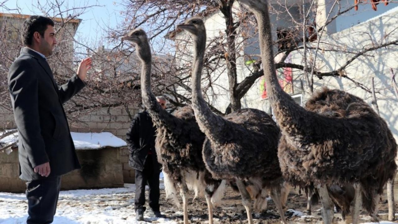 Deve kuşlarına evlatları gibi bakıyor
