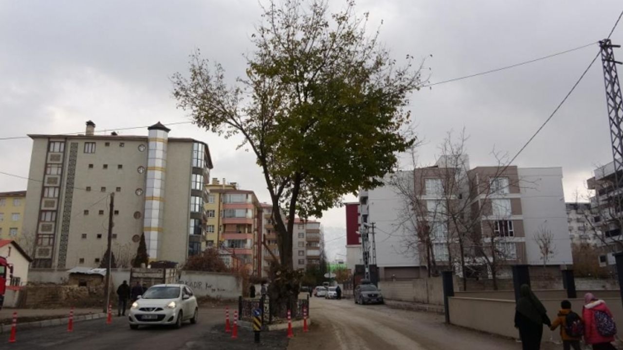 Yol ortasında kalan asırlık ağaç korumaya alındı