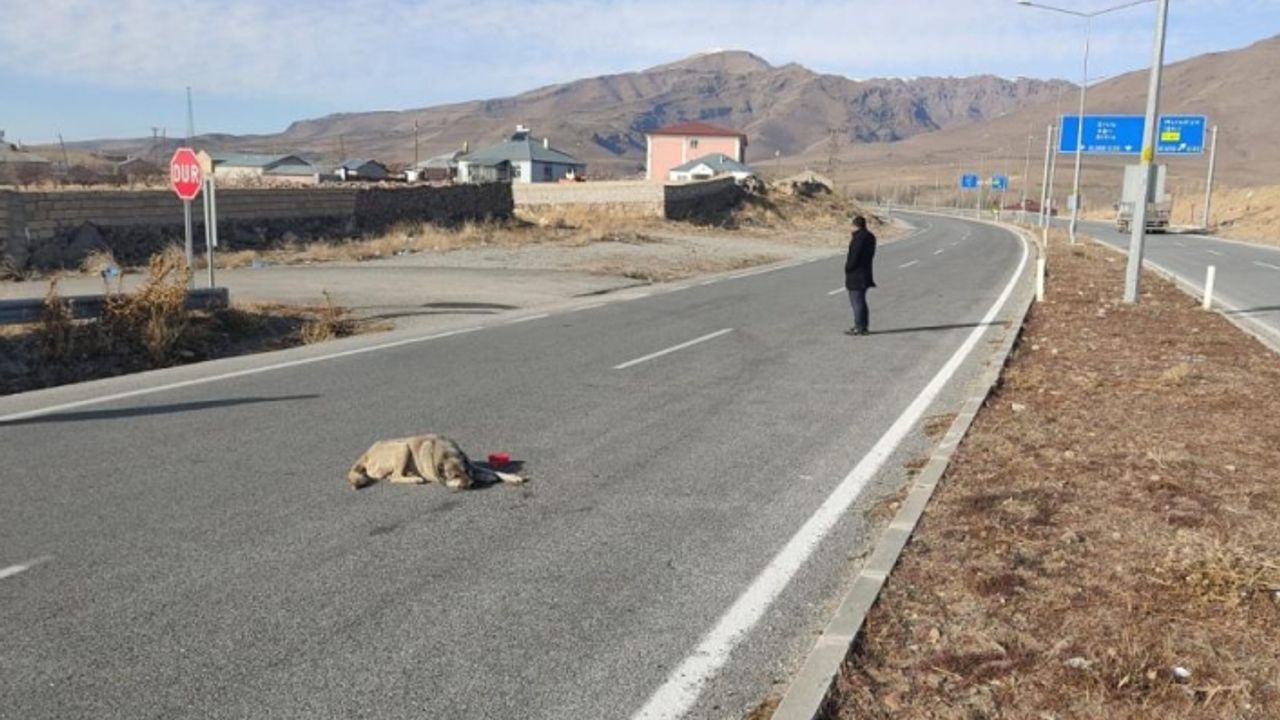 Çarptığı köpeği bırakıp yoluna devam etti