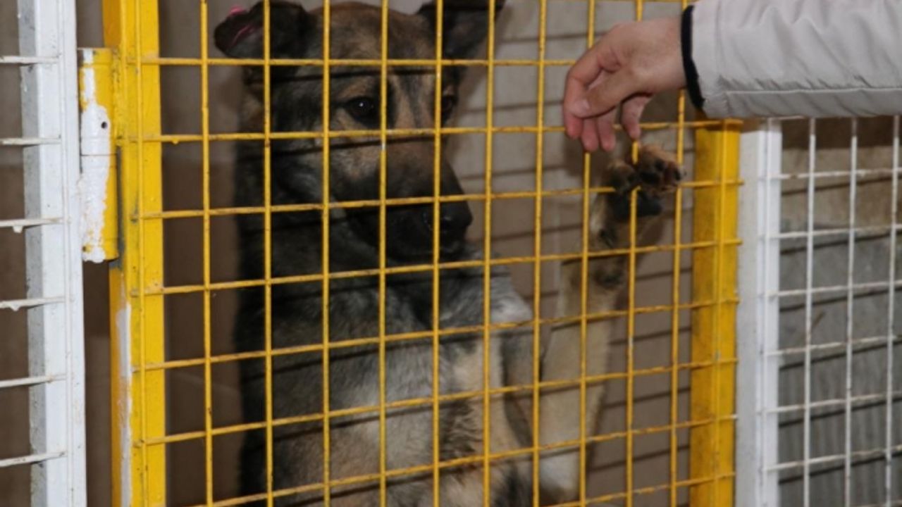 Emir Mete’nin ölümüne neden olan köpek barınakta tutuluyor