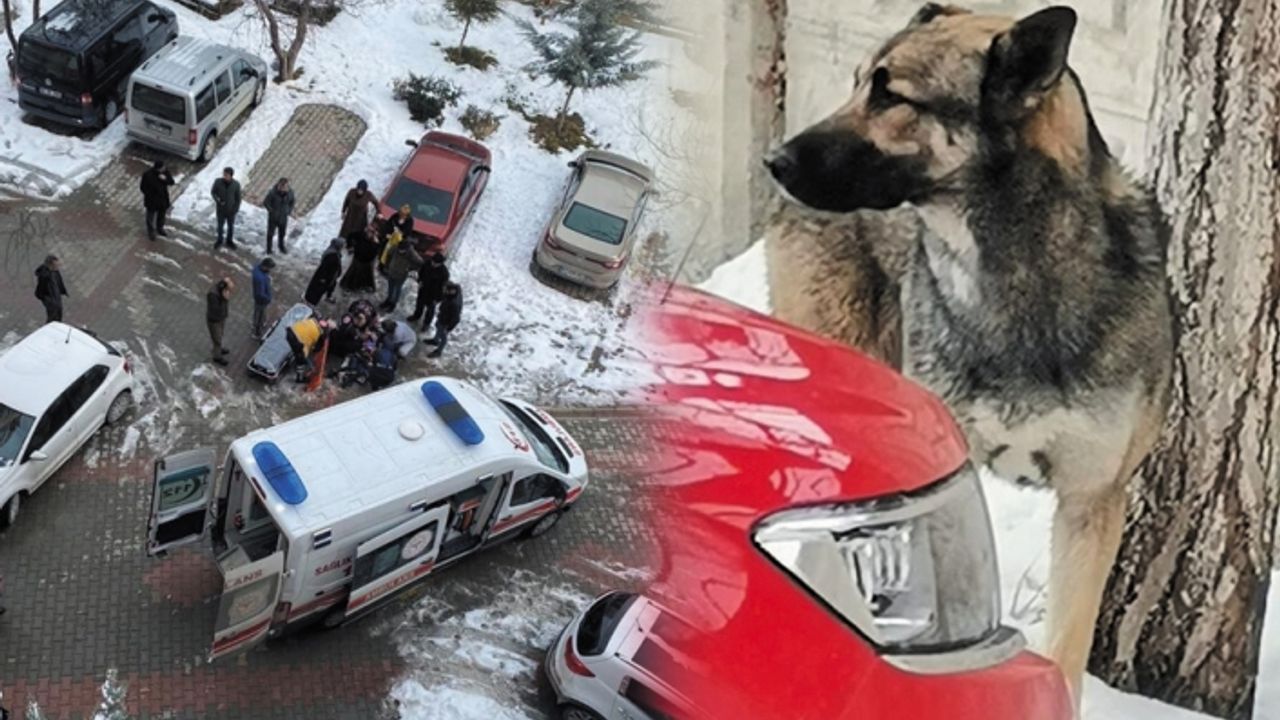 Van'daki köpek saldırısına sert tepkiler