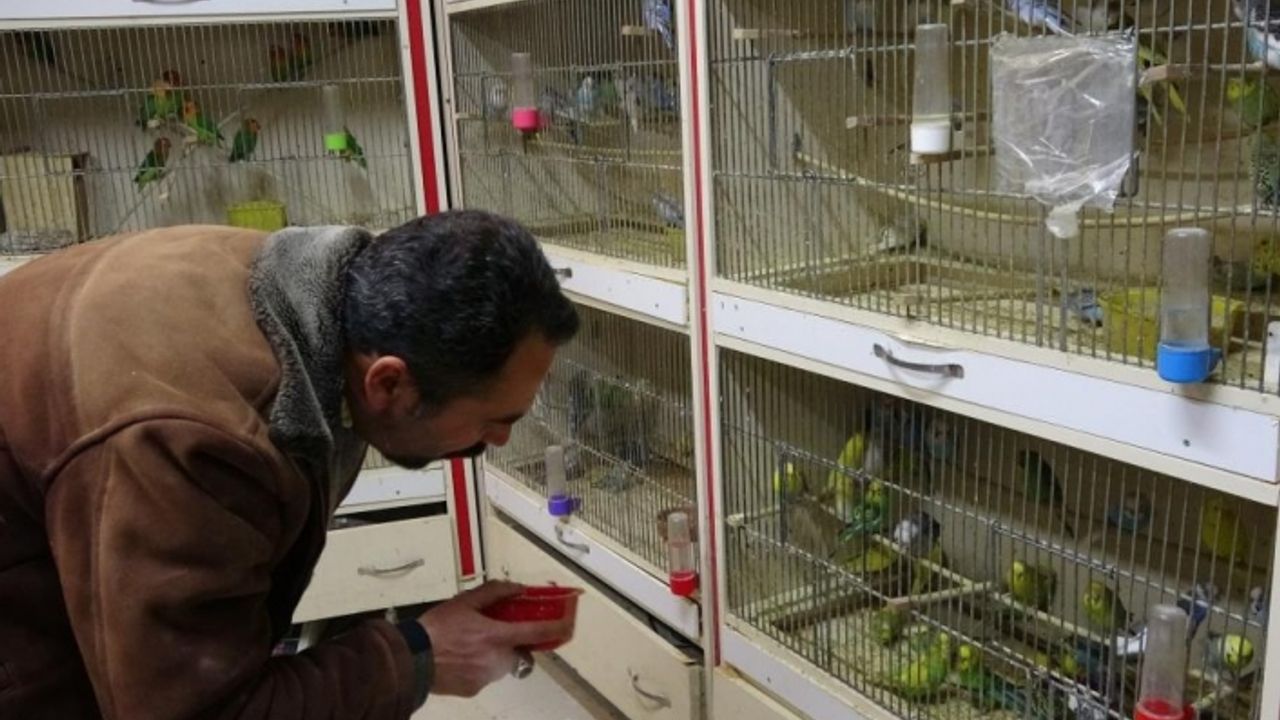 Depremden sonra ötücü kuşlara ilgi arttı