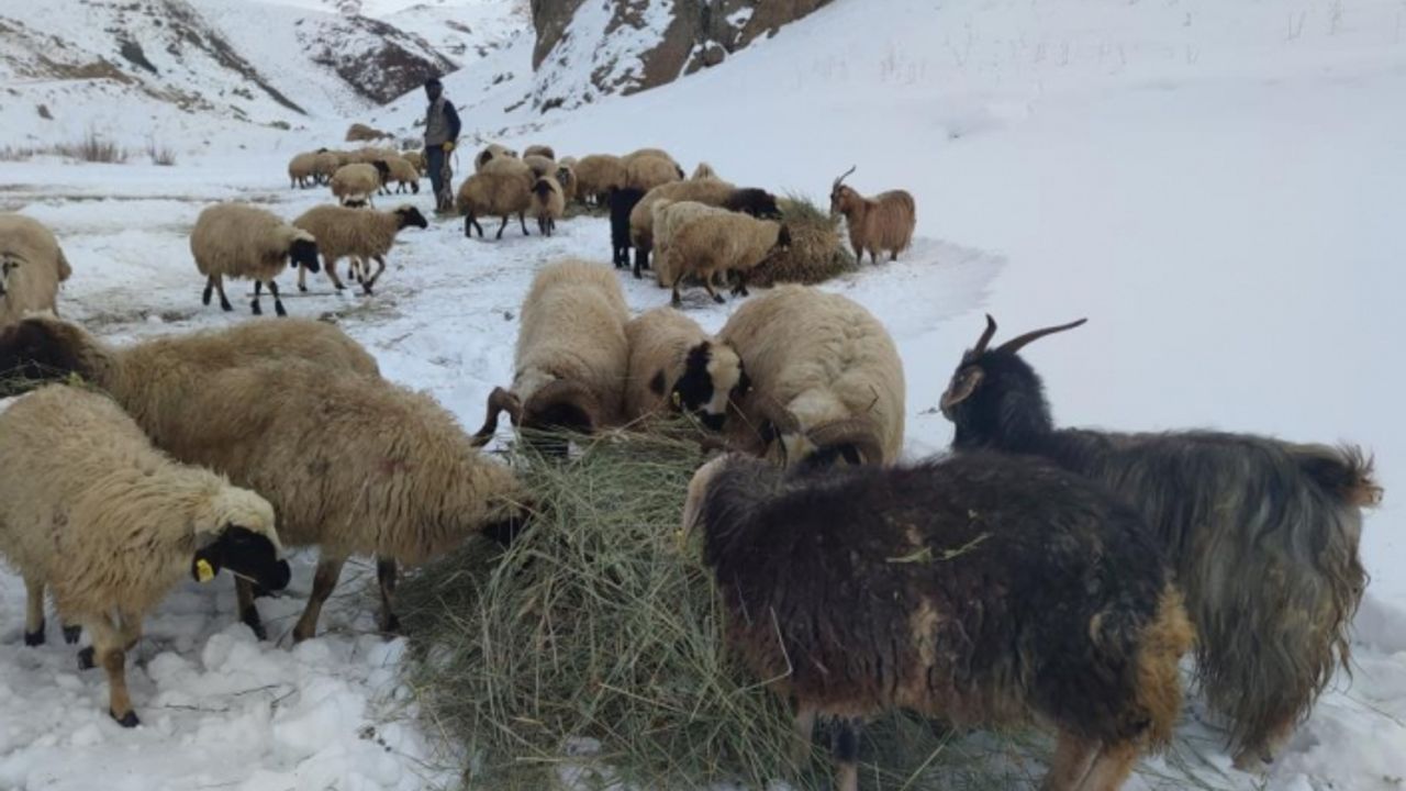 Hayvanlarını beslemek için yoğun mesai harcıyorlar