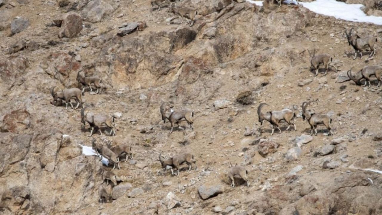 Van'da yaban keçileri yola kadar indi