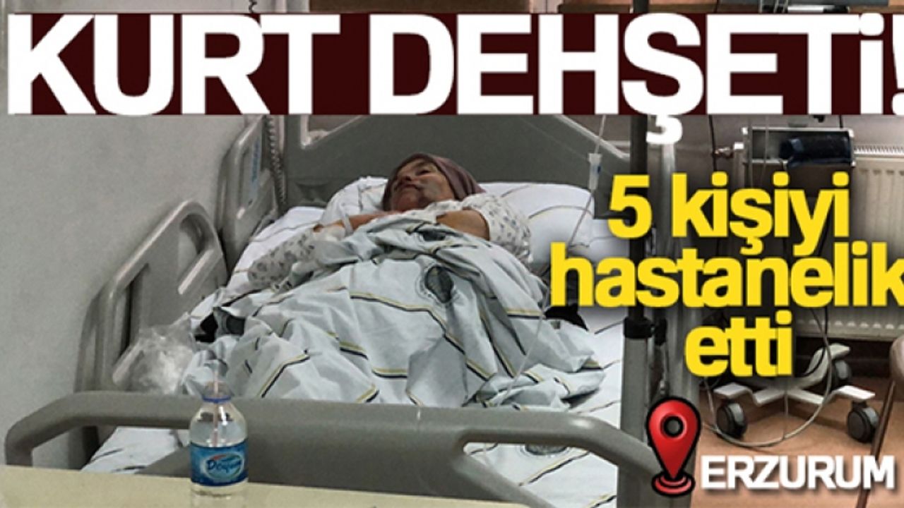 Erzurum'da kurt dehşeti: 5 yaralı