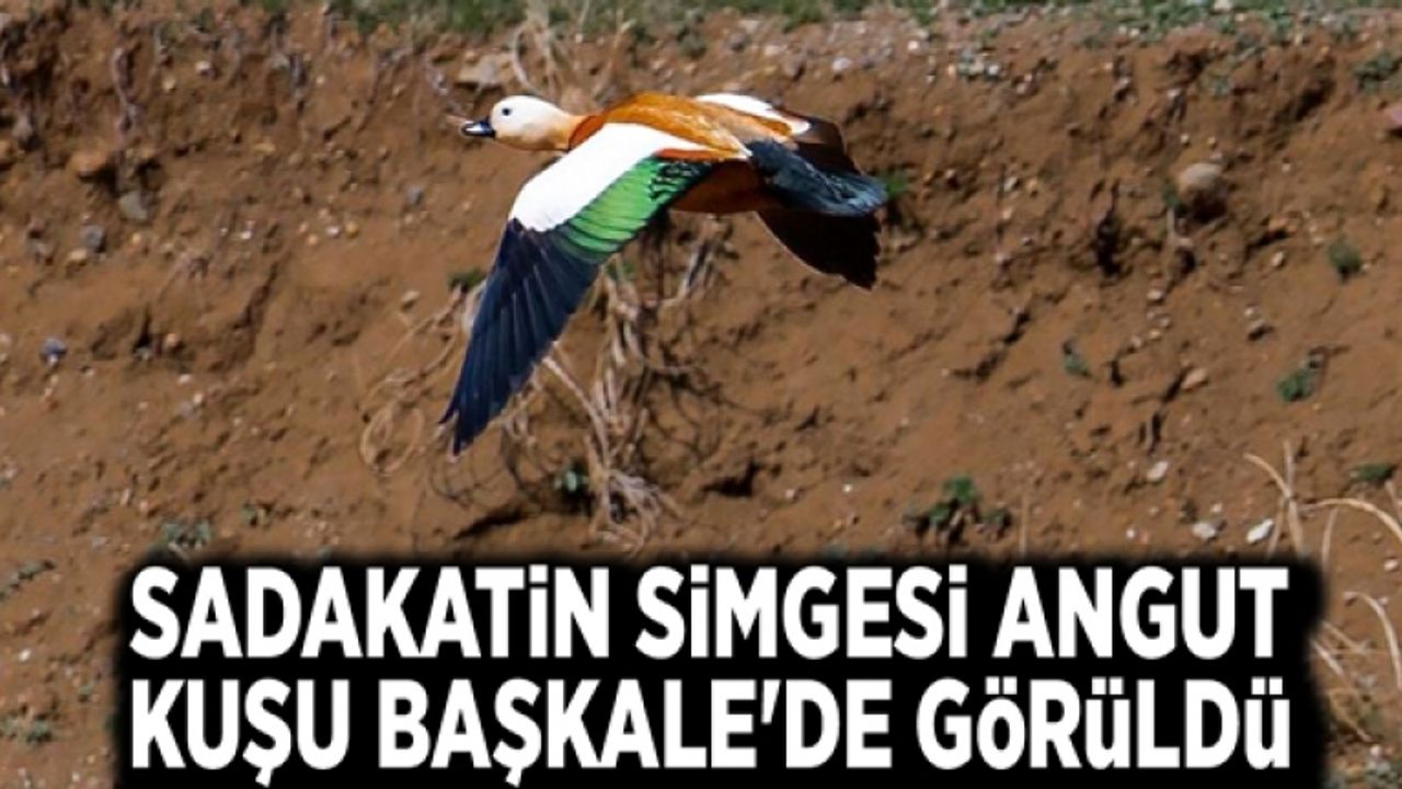 Sadakatin simgesi angut kuşu Başkale'de görüldü