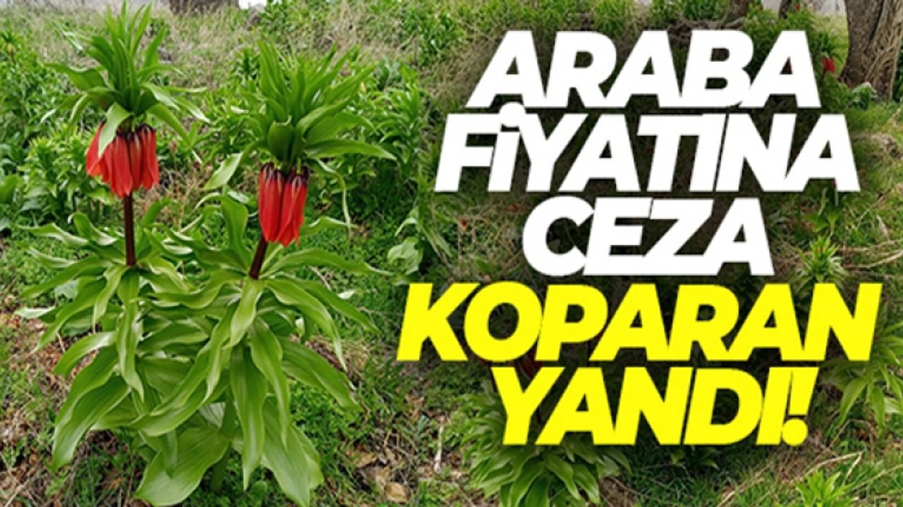 Sadece 20 gün yaşıyor, koparmanın cezası 244 bin lira